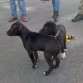 TAYS Y SU HERMANA KIRA(misma camada)